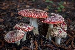 Fly Agaric mushroom growing under a tree after rain in Berkeley, California.
