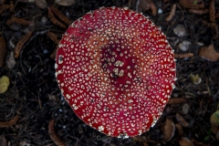 Fly Agaric mushroom growing under a tree after rain in Berkeley, California.
