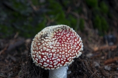 Fly Agaric mushroom growing under a tree after rain in Berkeley, California.
