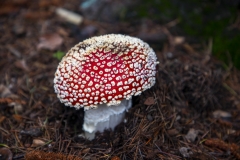 Fly Agaric mushroom growing under a tree after rain in Berkeley, California.