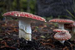 Fly Agaric mushroom growing under a tree after rain in Berkeley, California.