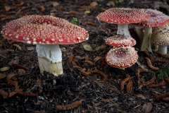 Fly Agaric Mushroom