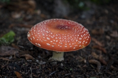Fly Agaric mushroom growing under a tree after rain in Berkeley, California.