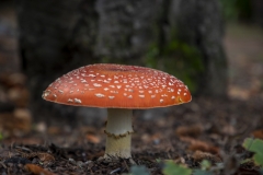 Fly Agaric mushroom growing under a tree after rain in Berkeley, California.