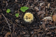 Fly Agaric mushroom growing under a tree after rain in Berkeley, California.