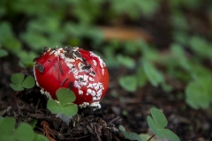 Fly Agaric mushroom growing under a tree after rain in Berkeley, California.