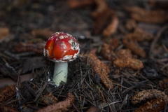 Fly Agaric mushroom growing under a tree after rain in Berkeley, California.