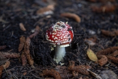 Fly Agaric mushroom growing under a tree after rain in Berkeley, California.