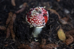 Fly Agaric mushroom growing under a tree after rain in Berkeley, California.
