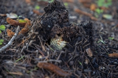 Fly Agaric mushroom growing under a tree after rain in Berkeley, California.