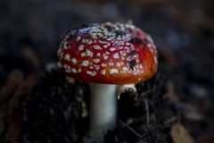 Fly Agaric mushroom growing under a tree after rain in Berkeley, California.
