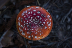 Fly Agaric mushroom growing under a tree after rain in Berkeley, California.