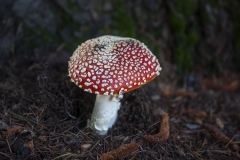 Fly Agaric mushroom growing under a tree after rain in Berkeley, California.