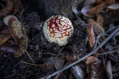 Fly Agaric mushroom growing under a tree after rain in Berkeley, California.