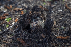 Fly Agaric mushroom growing under a tree after rain in Berkeley, California.