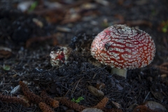 Fly Agaric mushroom growing under a tree after rain in Berkeley, California. Fly Agaric mushroom growing under a tree after rain in Berkeley, California.