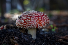 Fly Agaric mushroom growing under a tree after rain in Berkeley, California. Fly Agaric mushroom growing under a tree after rain in Berkeley, California.