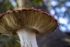 Fly Agaric mushroom growing under a tree after rain in Berkeley, California.