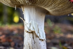 Fly Agaric mushroom growing under a tree after rain in Berkeley, California. Fly Agaric mushroom growing under a tree after rain in Berkeley, California.