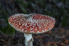 Fly Agaric mushroom growing under a tree after rain in Berkeley, California.