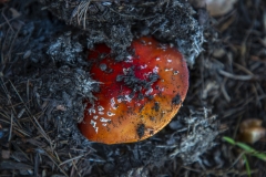 Fly Agaric mushroom growing under a tree after rain in Berkeley, California.