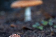 Fly Agaric mushroom growing under a tree after rain in Berkeley, California. Fly Agaric mushroom growing under a tree after rain in Berkeley, California.