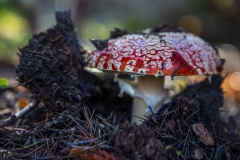 Fly Agaric mushroom growing under a tree after rain in Berkeley, California. Fly Agaric mushroom growing under a tree after rain in Berkeley, California.