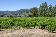 Napa Valley Wine Train Napa Valley Wine Train