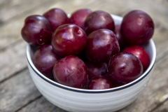 Fresh organic Santa Rosa plums picked from the tree in Mill Valley, California.