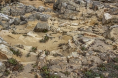 Sandstone rock formations at Salt Point State Park, Sonoma County, California — coastal geology of Northern California