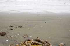 Still life of kelp and seaweed washed ashore at Point Reyes National Seashore in Marin County, California. Still life of kelp and seaweed washed ashore at Point Reyes National Seashore in Marin County, California.