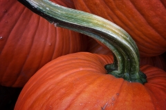 Squash