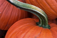 Squash
