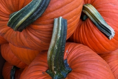 Squash