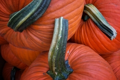 Squash