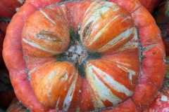 Turban Squash