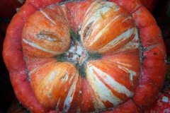 Turban Squash