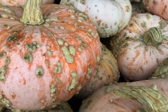 Squash