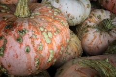 Squash