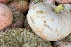 Squash