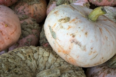 Squash
