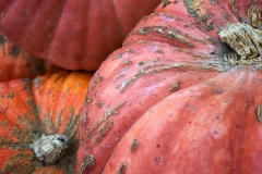 Squash