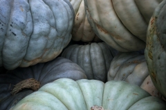 Squash