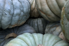 Squash