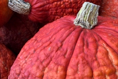 Squash