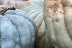 Squash