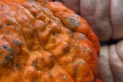 Squash