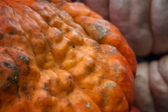 Squash