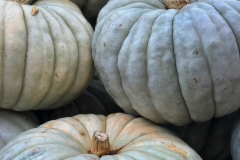 Squash