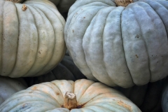 Squash